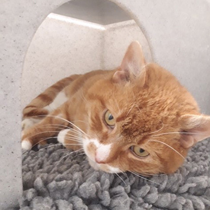 ginger cat in cat bed