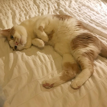 ginger and white cat lying on bed