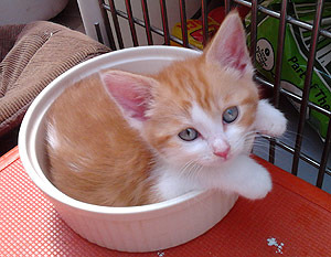 ginger and white kitten sitting in a casserole dish