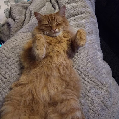 ginger cat lying on back and showing tummy