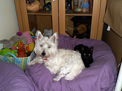 white dog and black cat in pet bed