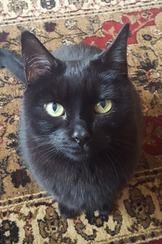 black cat on patterned rug