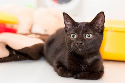 black kitten in rescue centre pen