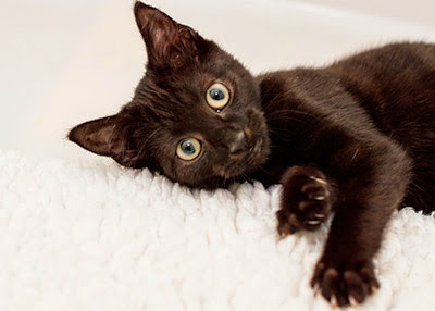 black kitten lying on white fleece