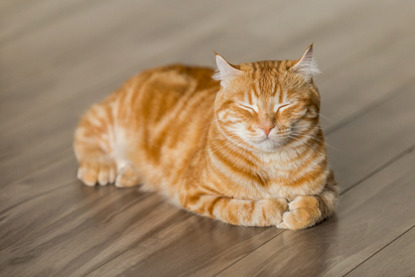 ginger cat asleep on wooden floor