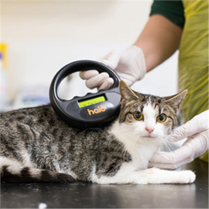 microchip scanner being used to scan tabby and white cat