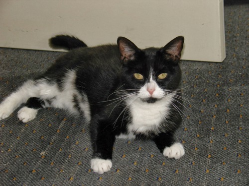 black and white cat lying on carpet