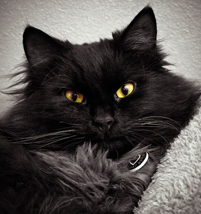 Long-haired black cat in grey fleecy blanket