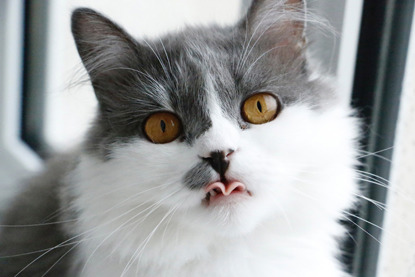 grey and white cat sticking tongue out