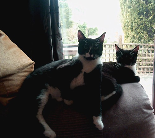 two black and white cats sitting on back of sofa