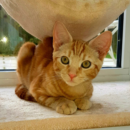 ginger tabby kitten on a climbing tower