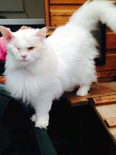 long-haired white cat with one eye