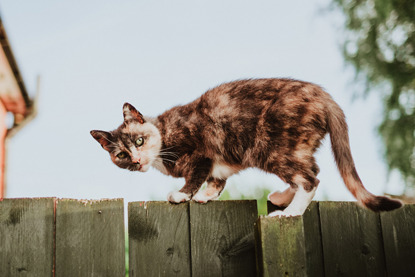 tortoiseshell cat standing on top of fence