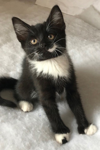 black and white kitten with moustache marking