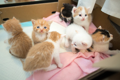 litter of ginger, white and tortoiseshell kittens in box