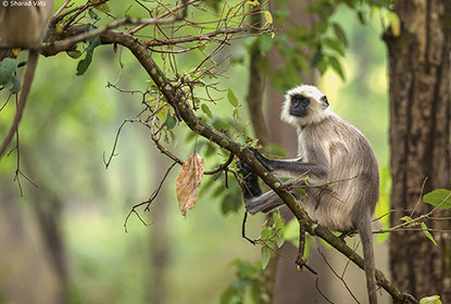 grey langur monkey in jungle