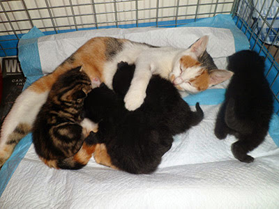 tortie mum cat with four kittens