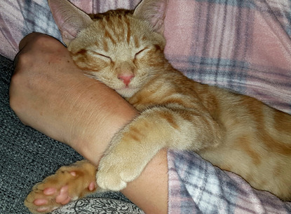 ginger tabby cat asleep on arm