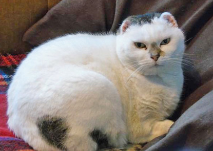 tabby and white cat with no ears