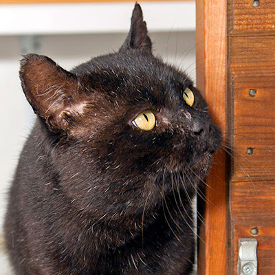 black cat in outdoor pen