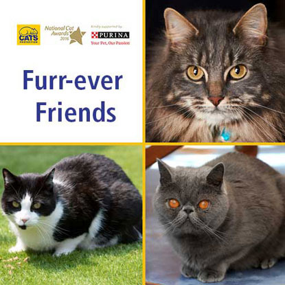 National Cat Awards 2016 Furr-ever Friends finalists collage