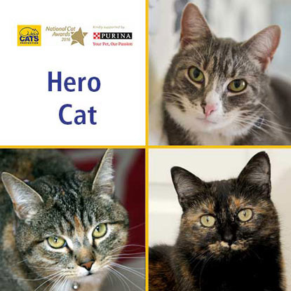 National Cat Awards 2016 Hero Cat finalists collage