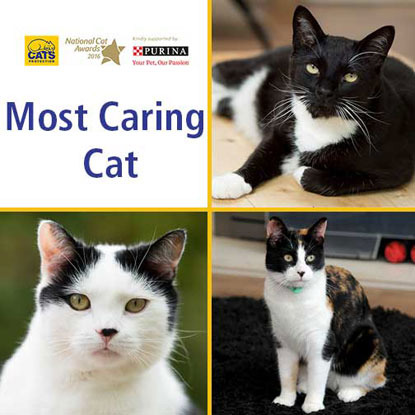 National Cat Awards 2016 Most Caring Cat finalists collage
