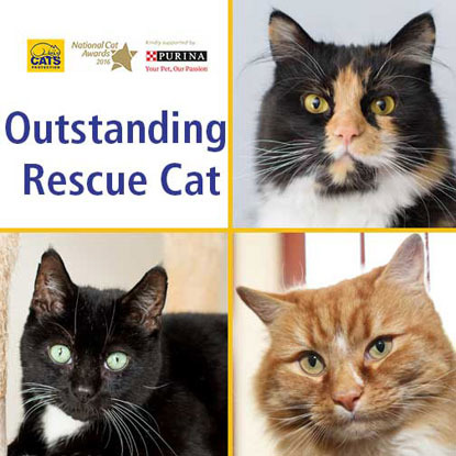 National Cat Awards 2016 Outstanding Rescue Cat finalists collage