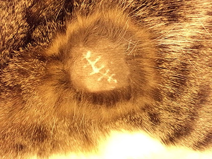 small neutering scar on tabby cat fur