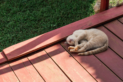 ginger cat curled up relaxing on garden deckling