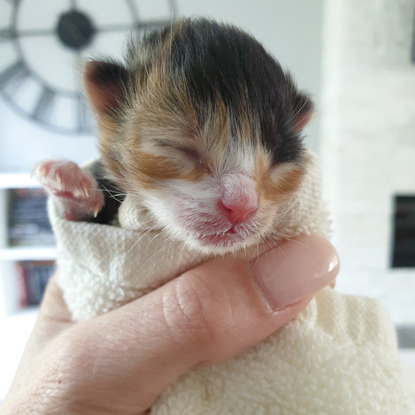 newborn kitten wrapped in a towel