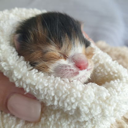tiny tortoiseshell kitten in towel