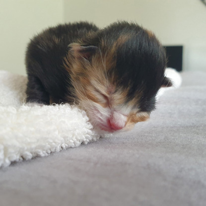 newborn calico kitten on towel