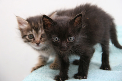 black kitten and tabby kitten