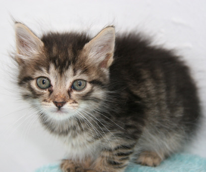 fluffy tabby kitten