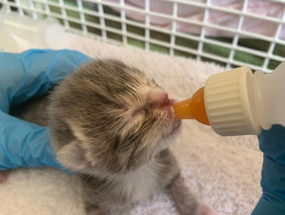 grey-and-white newborn kitten being bottle-fed