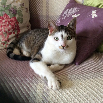white and tabby cat on a sofa