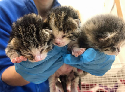three newborn kittens held by gloved hands