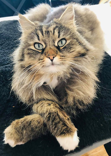 longhaired tabby cat laying on blanket