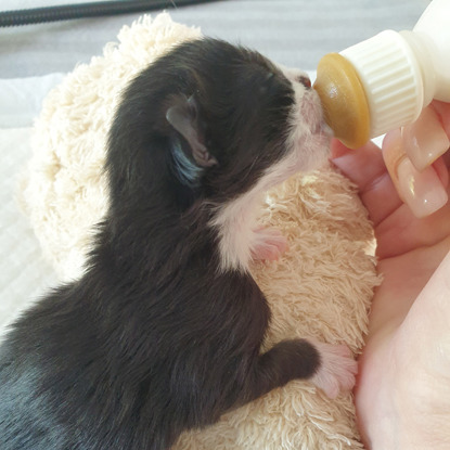 black and white newborn kitten being bottle fed