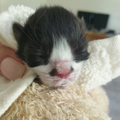 tiny black and white newborn kitten