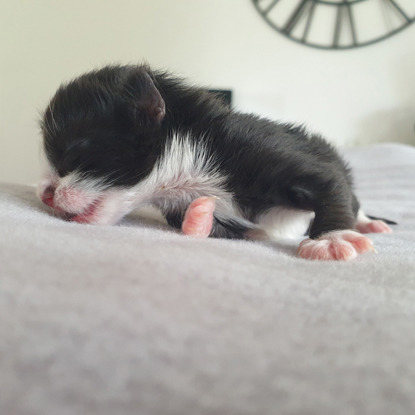 tiny newborn kitten sleeping
