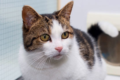 white and tabby cat in adoption centre pen