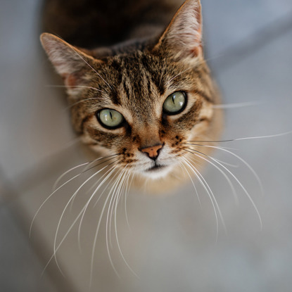 tabby cat looking up at camera