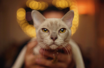 grey oriental cat being held with light bokeh in background