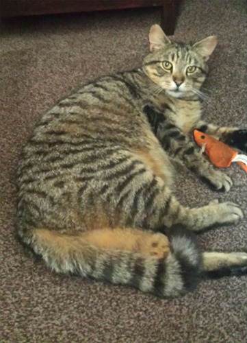 tabby cat with mouse toy