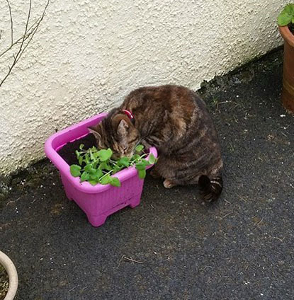 tabby cat outdoors with catnip plant