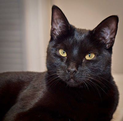 black cat looking into camera lens