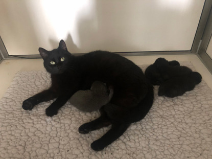 black cat and black kittens on fleece blanket