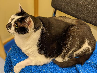 overweight black-and-white cat sitting on blue fleece on chair